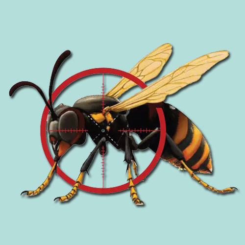 Frelons asiatiques